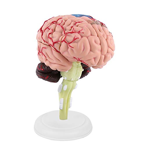 Anatomische Menschliche Gehirnmodell -Model Realistische Hirnstruktursimulation mit Weißer Display -Basis für Medizinische Lehre und Unterhaltsames Lernen Anatomische Menschliche Gehirnmodell -Model Realistische Hirnstruktursimulation mit Weißer Display -Basis für Medizinische Lehre und Unterhaltsames Lernen von Marhynchus