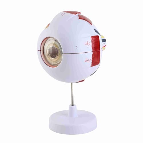 Marhynchus Modell 6X Human Ocular Globe Erweiterte Anatomische Augenmodell für die Erziehung der Augenanatomie von PVC für die Wissenschaftliche Bildung Marhynchus Modell 6X Human Ocular Globe Erweiterte Anatomische Augenmodell für die Erziehung der Augenanatomie von PVC für die Wissenschaftliche Bildung von Marhynchus