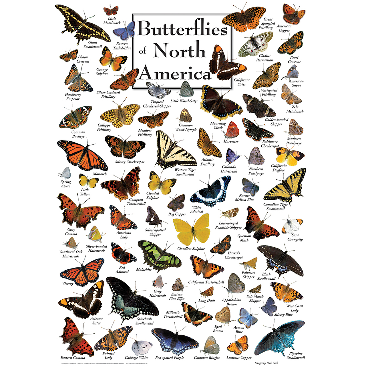 Master Pieces Butterflies of North America 1000 Teile Puzzle Master-Pieces-71971 von Master Pieces