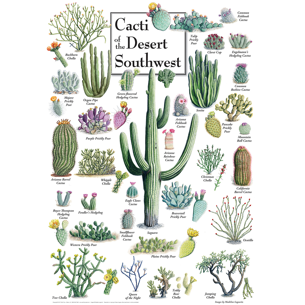 Master Pieces Cacti of the Desert Southwest 1000 Teile Puzzle Master-Pieces-71972 von Master Pieces