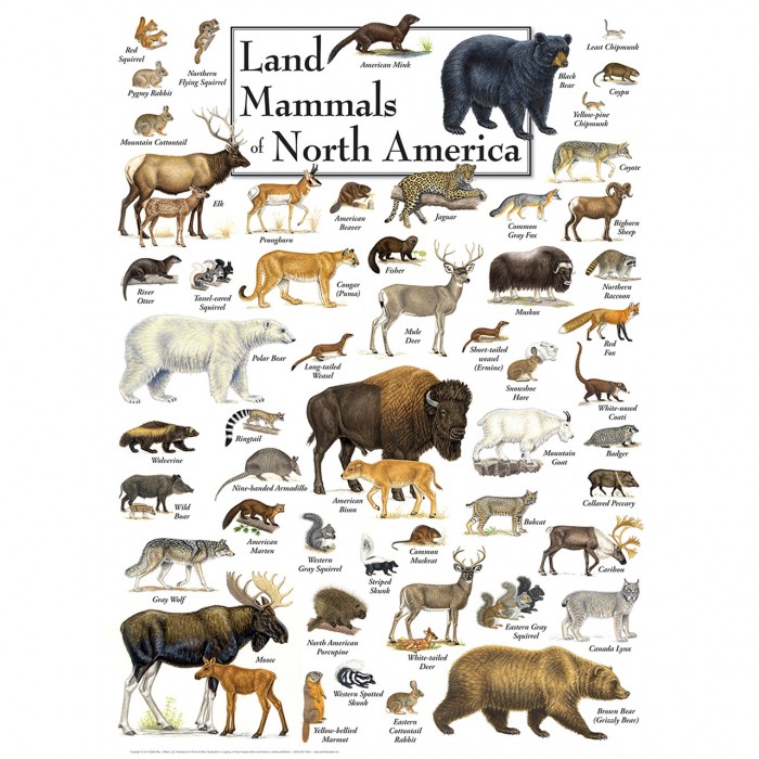 Master Pieces - Land Mammals of North America - 1000 Teile von Master Pieces