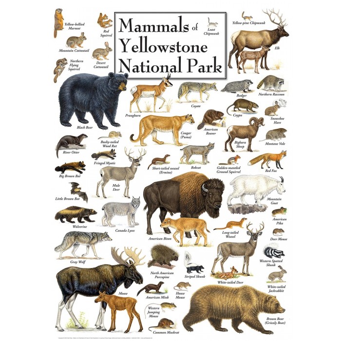 Master Pieces - Mammals of Yellowstone National Park - 1000 Teile von Master Pieces