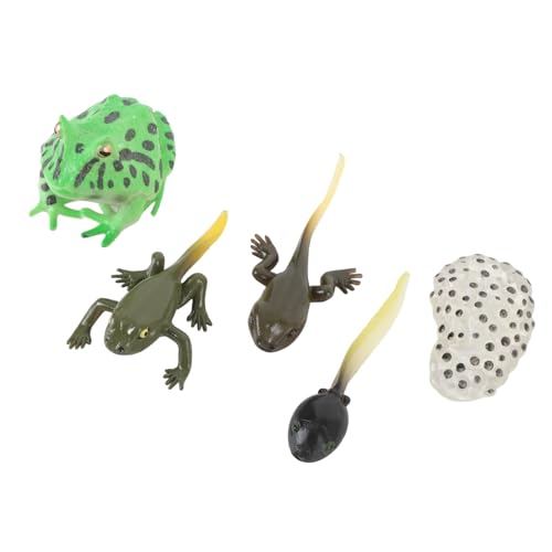 Masyrt Detailliertes PVC -Wachstumsmodell für Home Office Party Dekoration, Intraktiver Kaulquappenwachstumszyklus mit Realistischem Design, Bildungsspielzeug für Kinder, Hergestellt Masyrt Detailliertes PVC -Wachstumsmodell für Home Office Party Dekoration, Intraktiver Kaulquappenwachstumszyklus mit Realistischem Design, Bildungsspielzeug für Kinder, Hergestellt von Masyrt
