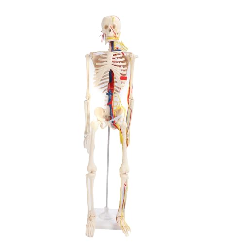 Human Skelett Assemble Model Clear Struktur DIY Skelett erstellen Bildungsspielzeug für Schüler 85 cm von Mavaol