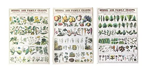 Melody Jane Puppenhaus Vintage Botanical School Chart Poster Miniatur Study Zubehör 1:12 von Melody Jane