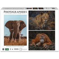 Wildtiere Blickkontakt 3x1000 Teile (Puzzle) von Merchant Ambassador (Holdings)Ltd.