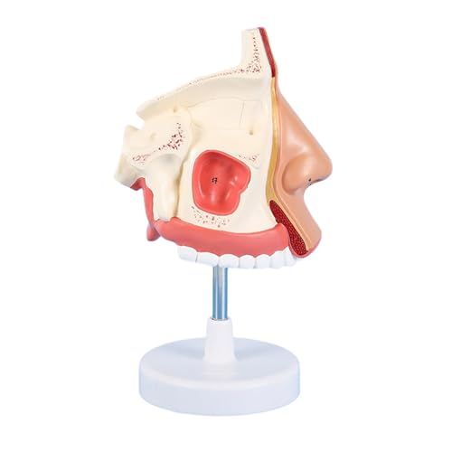 Anatomisches Nasenhöhlenmodell Lebensgröße Menschliche Nasenanatomie Modell Lehrhilfen für Krankenhaus Nasenhöhle Modell von Miaelle