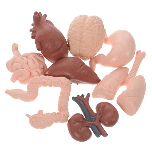 Mikikit 8 Stück Teiliges Menschliches Organmodell Lehrmittel Simulation Innere Organe Lernwerkzeug für Schüler und Ärzte Realistisches Anatomisches Modell für Unterricht und Demonstration von Mikikit