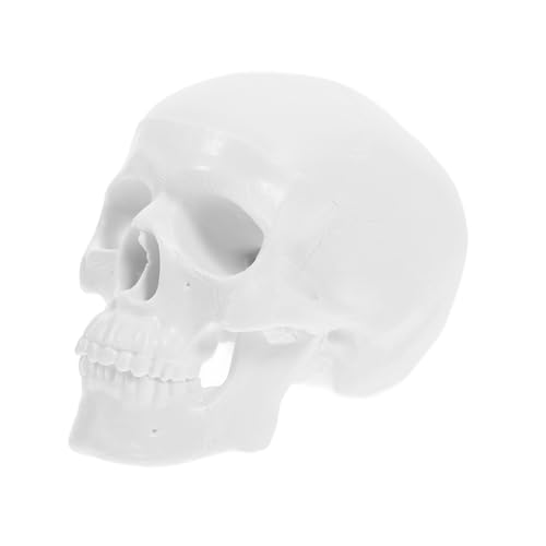 Mikikit Mini Menschliches Schädelmodell Klein Realistisch Kunststoff mit Beweglichem Abnehmbar für Studium Zeichnen Halloween Dekoration Anatomisches Skelettmodell Mikikit Mini Menschliches Schädelmodell Klein Realistisch Kunststoff mit Beweglichem Abnehmbar für Studium Zeichnen Halloween Dekoration Anatomisches Skelettmodell von Mikikit