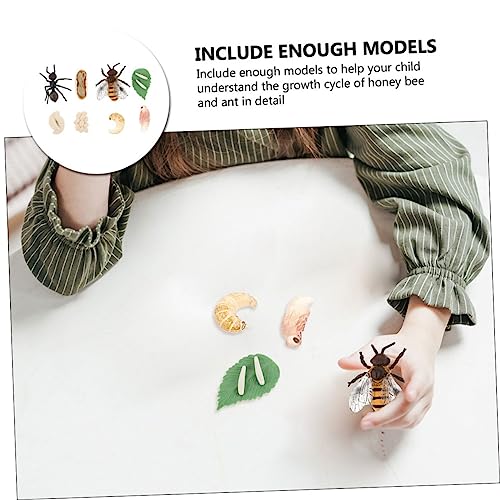 Mikinona 2 Sätze Pädagogisches Lernspielzeug Bienen Ameisen lebenszyklus Modelle aus Leichtes Kinderspielzeug zur Frühbildung Fördert Kognitive Entwicklung und Verständnis Natürlicher Mikinona 2 Sätze Pädagogisches Lernspielzeug Bienen Ameisen lebenszyklus Modelle aus Leichtes Kinderspielzeug zur Frühbildung Fördert Kognitive Entwicklung und Verständnis Natürlicher von Mikinona