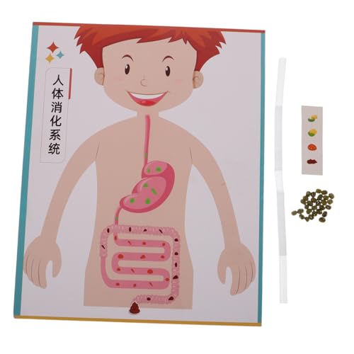 Mikinona 4 Sätze DIY Menschliches Modell für Realistische Interaktive Wissenschaftsexperimente Pädagogisches Lernspielzeug Stem-biologie Bastelset für Vorschule und Grundschule von Mikinona