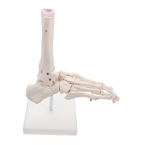 Mikinona Anatomisches Fußgelenkmodell aus Fußskelett ohne Bänder für Medizinische Ausbildung Anatomisches Modell zur Untersuchung von Fuß und Sprunggelenkstrukturen mit Ständer für Mikinona Anatomisches Fußgelenkmodell aus Fußskelett ohne Bänder für Medizinische Ausbildung Anatomisches Modell zur Untersuchung von Fuß und Sprunggelenkstrukturen mit Ständer für von Mikinona