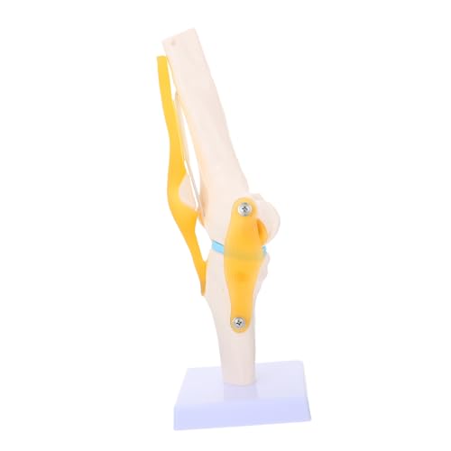 Mikinona Anatomisches Lehrmodell mit Sichtbaren Bändern und Gelenkstrukturen für Medizinische Ausbildung Patientenschulung und Anatomisches Training von Mikinona