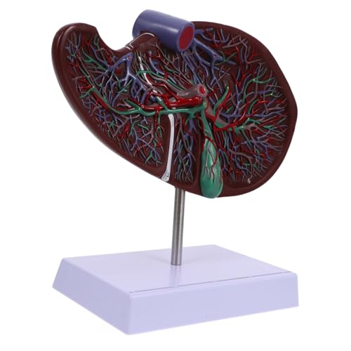 Mikinona Anatomisches Menschliches Lebermodell mit Sockel Realistisches Display Modell für Medizinische Ausbildung Geeignet für Schulen Universitäten und Pflegeausbildung von Mikinona