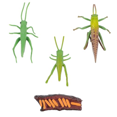 Mikinona Cricket Lebenszyklus Modellspielzeug Realistische Insekten Figuren mit Detailreicher Textur und Langlebigem Material Pädagogisches Wachstumszyklus Einzigartige Garten Dekoration Mikinona Cricket Lebenszyklus Modellspielzeug Realistische Insekten Figuren mit Detailreicher Textur und Langlebigem Material Pädagogisches Wachstumszyklus Einzigartige Garten Dekoration von Mikinona