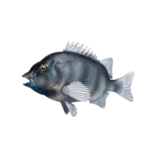 Mikinona Lebensechtes Fischmodell aus Sicherem Kunststoff Widerstandsfähig und Kompakt Realistische Meeresbewohner Dekoration für Aquarium Fischausstellung und Kinderspielzeug Detailgetreu Mikinona Lebensechtes Fischmodell aus Sicherem Kunststoff Widerstandsfähig und Kompakt Realistische Meeresbewohner Dekoration für Aquarium Fischausstellung und Kinderspielzeug Detailgetreu von Mikinona