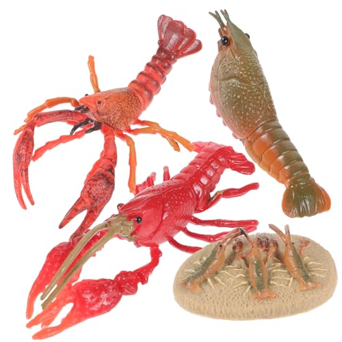 Mikinona Lobster Lebenszyklus Modell Realistische Simulation Pädagogisch Kindgerecht Sicheres Kunststoff Lernspielzeug Ab Jahren von Mikinona