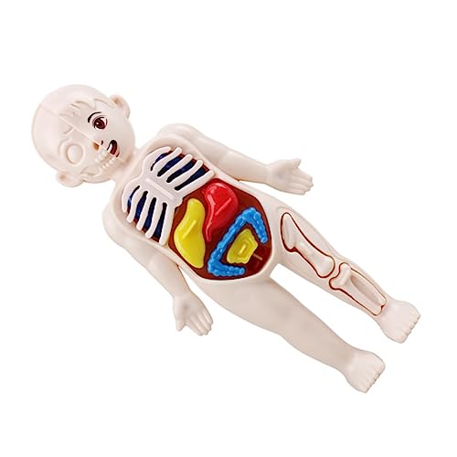 Mikinona Menschliches Körpermodell Teiliges DIY Lernspielzeug Abnehmbare Organe Pädagogisches Puzzle für Anatomisches Lehrmittel Geburtstag Weihnachten von Mikinona