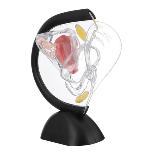 Mikinona Transparentes Uterusstruktur Modell aus Unzerbrechlichem PVC Sichtbares Medizinisches Weibliches Fortpflanzungsorgan für Ausbildung Klinik Anatomieunterricht und von Mikinona