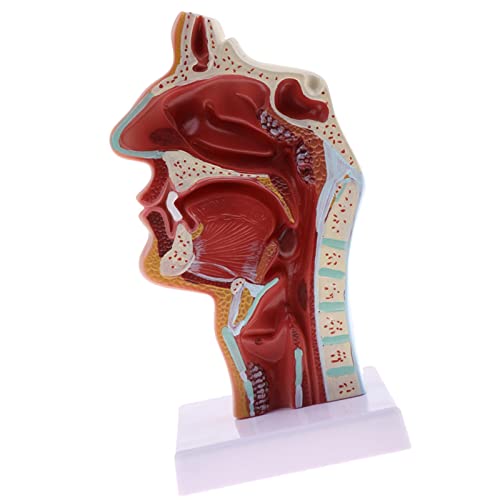 Milageto Anatomisches Modell der menschlichen Atemwege für Laborstudien von Milageto