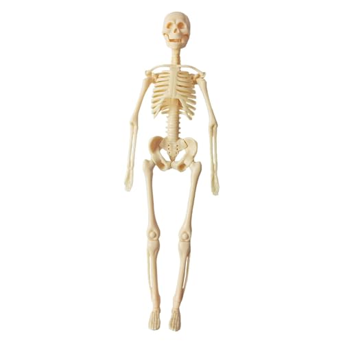 Milageto Human Body Model Lehre Demonstration Klassenzimmer Interaktive Biologie Modell Unterricht Requisiten Körperorgan -Teile für Homeschool, Skelett von Milageto