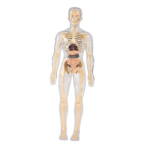 Milageto Human Body Model Lehre Demonstration Klassenzimmer Interaktive Biologie Modell Unterricht Requisiten Körperorgan -Teile für Homeschool, Voll Transparent Milageto Human Body Model Lehre Demonstration Klassenzimmer Interaktive Biologie Modell Unterricht Requisiten Körperorgan -Teile für Homeschool, Voll Transparent von Milageto