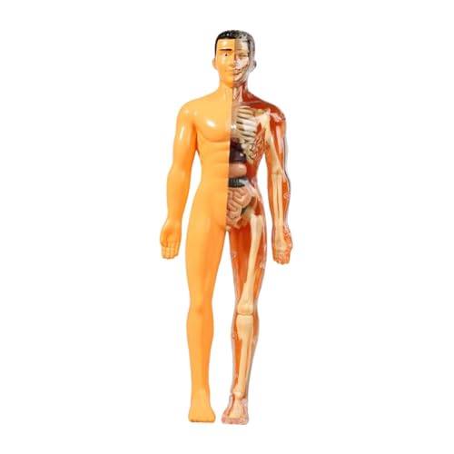 Milageto Human Body Model Lehre Demonstration Lernspielzeug lehren Requisiten Körper Organ Teile für Kinder im Klassenzimmer Homeschool Lehrer, Durchscheinend von Milageto