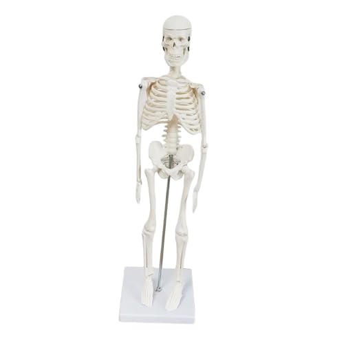 Milageto Körper-Skelett-Modell, wissenschaftliches Zubehör, bewegliche Arme und Beine, Klassenzimmer-Demonstrationswerkzeug, Lehrmittel für Bildungsstudien von Milageto