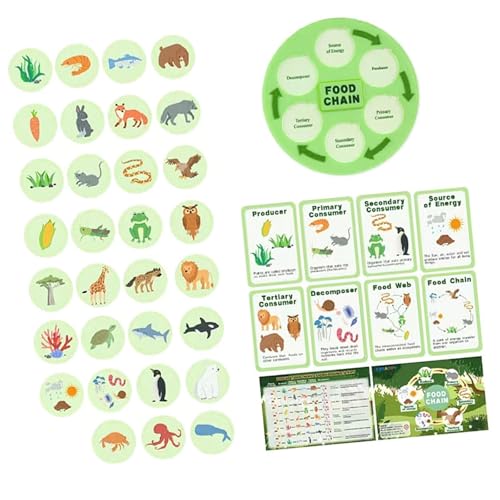Milageto Lebenszyklus Kit Lebensmittelkette Bildung Spielzeug Geburtstagsgeschenk Tier Lernen Lebensmittel Web für 3 4 5 6 7 8 Kinder Klassenzimmer Must Haves von Milageto