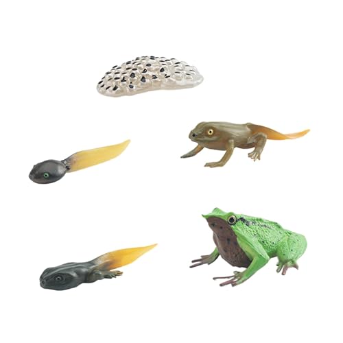 Milageto Lebenszyklus von Froschspielzeug, Tierwachstumszyklus-Set, Lehrmittel für Kinder im Alter von 3 bis 6 Jahren, Kuchendekoration, Ei, Kaulquappe bis von Milageto