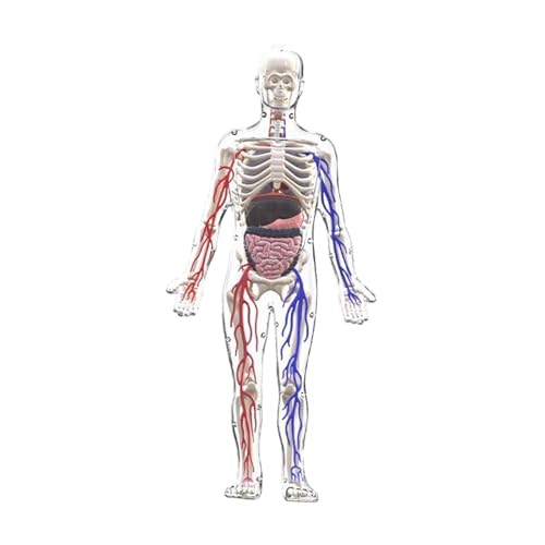 Milageto Modell des menschlichen Körpers für, Anatomiefigur, Organe, Lernspielzeug, interaktives Wissenschaftsset, Lernhilfen für Schüler ab 8 Jahren von Milageto