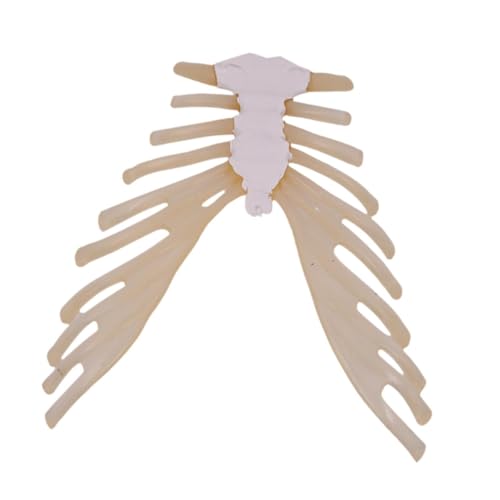Milageto Sternum -Knochendemonstrationsmodell Biologie Wissenschaftslernen Lerne Experiment Lehrhilfe Requisiten für älter als 8 Jahre Milageto Sternum -Knochendemonstrationsmodell Biologie Wissenschaftslernen Lerne Experiment Lehrhilfe Requisiten für älter als 8 Jahre von Milageto