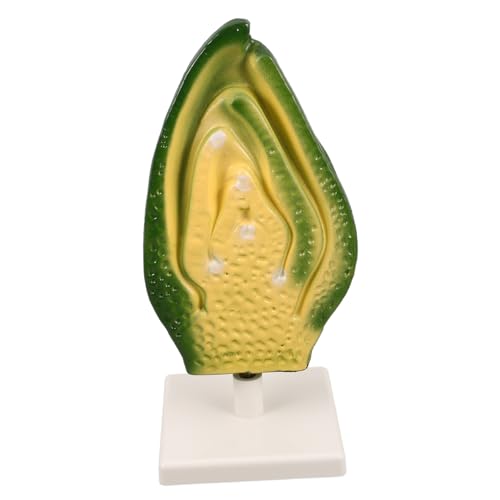MILISTEN 1stücke Plant Seed Embryo Modell Für Biologieunterricht Detailliertes Zellmodell Der Pflanzenanatomie Für Schulklassen Und Wissenschaftliche Ausstellungen Für Lernzwecke Und von Milisten