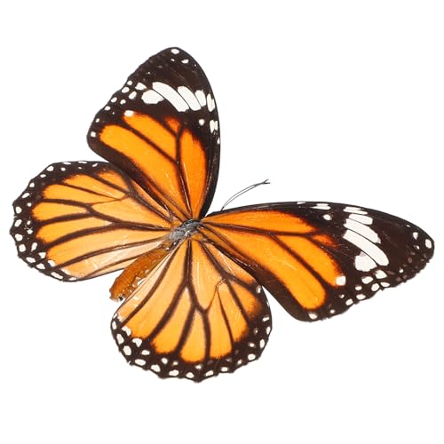 MILISTEN Schmetterlings-Exemplar Schmetterlingsform Kleine Schmetterlinge Zum Basteln Insektenexemplar Konservierte Schmetterlingsausstellung Gerahmter Schmetterling Ausgestopfte Tiere MILISTEN Schmetterlings-Exemplar Schmetterlingsform Kleine Schmetterlinge Zum Basteln Insektenexemplar Konservierte Schmetterlingsausstellung Gerahmter Schmetterling Ausgestopfte Tiere von Milisten