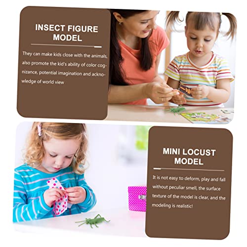 MILISTEN Simulation Insektenmodell Lebenszyklus Miniaturmodell Pädagogisches Lernspielzeug für Kindergarten Wissenschaft von Milisten