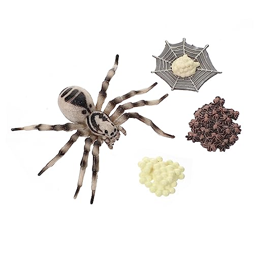 Milisten 1 Satz Tarantula Wachstumszyklus Modell Lernspielzeug für Realistisches Spinnenmodell aus Kunststoff Dekoratives Insekten Dekorationsobjekt für Bildung und Fotoshootings von Milisten