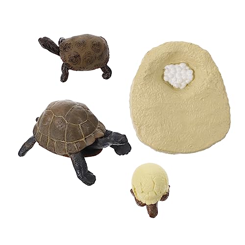 Milisten 1 Satz Tortoise Wachstumszyklus Modellen Simulierte Schildkrötenfiguren für Kognitive Spiele und Naturwissenschaftliche Bildung von Milisten