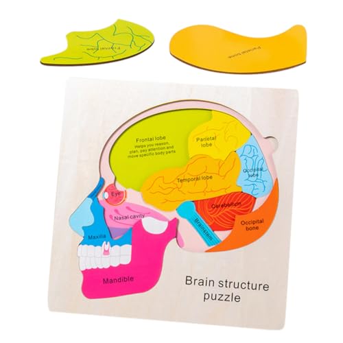 Milisten 1 Set Gehirnstruktur Puzzle Kleinkindspielzeug Kinderspielzeug Vorschulspielzeug Gehirnstruktur Modell Kognitionspuzzles Gehirnstruktur Matching Gehirnstruktur Milisten 1 Set Gehirnstruktur Puzzle Kleinkindspielzeug Kinderspielzeug Vorschulspielzeug Gehirnstruktur Modell Kognitionspuzzles Gehirnstruktur Matching Gehirnstruktur von Milisten