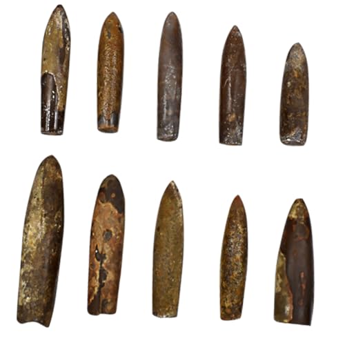 Milisten 10 Stück Teiliges Fossilien Naturgetreue Paläontologische Fossilien für Tischdeko und Wissenschaftsunterricht Lehrreiches Präparat für Schulklassen und Sammler Milisten 10 Stück Teiliges Fossilien Naturgetreue Paläontologische Fossilien für Tischdeko und Wissenschaftsunterricht Lehrreiches Präparat für Schulklassen und Sammler von Milisten