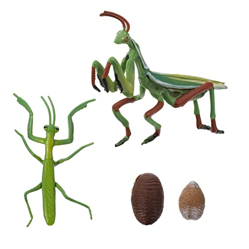 Milisten 1Satz Mantis Wachstumszyklus Figur Pädagogisches Insekten Lebenszyklus Modell Für Frühe Bildung Geschichtenerzählen Und Interaktive Lernspiele Milisten 1Satz Mantis Wachstumszyklus Figur Pädagogisches Insekten Lebenszyklus Modell Für Frühe Bildung Geschichtenerzählen Und Interaktive Lernspiele von Milisten