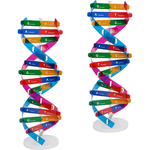 Milisten 2 Stücke DNA Modell für Kinder Gen DNA Doppelhelix Modell Wissenschaftliches Lernspielzeug für Unterricht Pädagogisches Spielzeug für Schüler Milisten 2 Stücke DNA Modell für Kinder Gen DNA Doppelhelix Modell Wissenschaftliches Lernspielzeug für Unterricht Pädagogisches Spielzeug für Schüler von Milisten