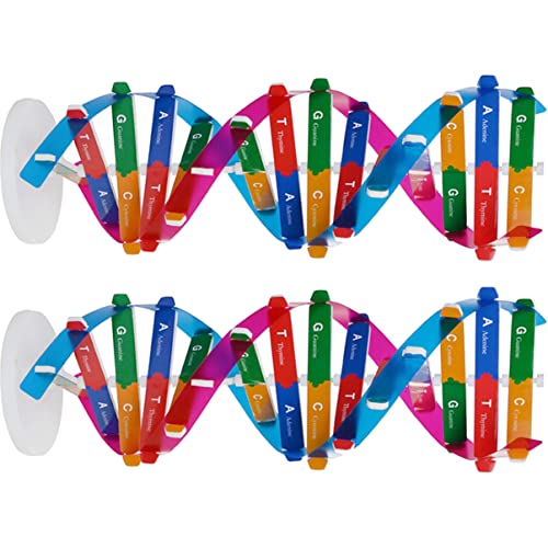 Milisten 2Stücke DNA Doppelhelix Modell aus Wissenschaftliches Lehrinstrument für Biologieunterricht und Interaktive Lernspiele für und von Milisten