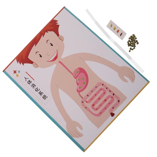 Milisten 4 Sätze DIY Digestive System Modell Bausatz für Interaktives Lernspielzeug zur Biologie und Körperlehre Pädagogisches Experimentierset für Kreatives Basteln und Eltern-Junge von Milisten