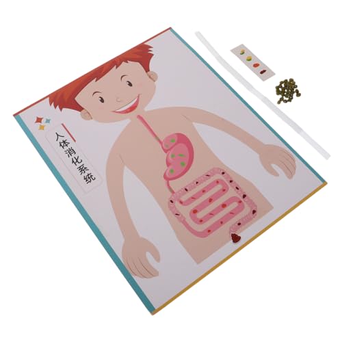 Milisten 4 Sätze DIY Modell für Wissenschaftliches Experimentierspielzeug Pädagogisches Lernspiel für Schule und Vorschule Kreatives Bastelset Biologieverständnis von Milisten