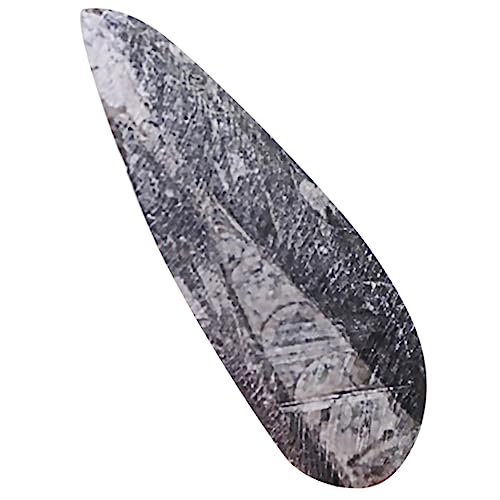 Milisten Paläontologische fossile Exemplare Probe Ausbildung Simulationsmodell Lehrexemplar Paläontologie Dekoration Bildungsspielzeug Modell Erz Milisten Paläontologische fossile Exemplare Probe Ausbildung Simulationsmodell Lehrexemplar Paläontologie Dekoration Bildungsspielzeug Modell Erz von Milisten
