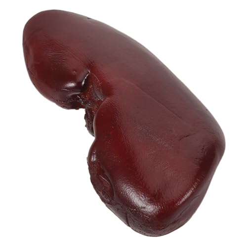 Milisten Realistisches Schweine-nierenmodell aus Robustem Material Detailgetreuer Lebensmittelattrappe für Halloween-Dekorationen Scherzartikel und Cosplay-zubehör für Partys und Milisten Realistisches Schweine-nierenmodell aus Robustem Material Detailgetreuer Lebensmittelattrappe für Halloween-Dekorationen Scherzartikel und Cosplay-zubehör für Partys und von Milisten