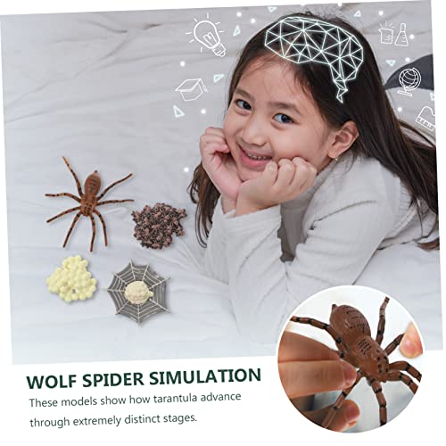 Milisten Realistisches Teiliges Spinnen Wachstumszyklus Modell Pädagogisches Lernspielzeug für Detailgetreue Insektenfigur Umweltfreundliches Material Unterrichtszubehör für Frühe Bildung Milisten Realistisches Teiliges Spinnen Wachstumszyklus Modell Pädagogisches Lernspielzeug für Detailgetreue Insektenfigur Umweltfreundliches Material Unterrichtszubehör für Frühe Bildung von Milisten