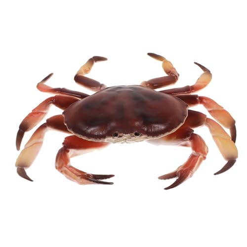 Milisten Simulation Krabbenmodell Kleine Krabbenstatue Aus Kunststoff Für Pädagogisches Tiermodell Dekoration Für Und Spielräume Für Lernspielzeug von Milisten