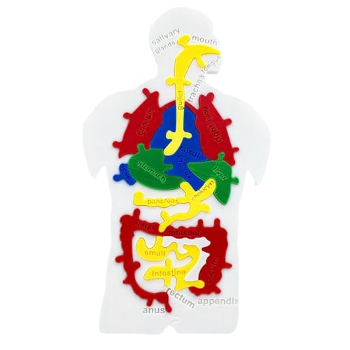 Puzzle-Modell des menschlichen Körpers – Interne Orgaine 3D Spielzeug für sie, wissenschaftliches Kognitionsmodell mit abnehmbaren Teilen, pädagogische Anatomie für Kleinkinder, Schüler, Lehrer, 25,1 Puzzle-Modell des menschlichen Körpers – Interne Orgaine 3D Spielzeug für sie, wissenschaftliches Kognitionsmodell mit abnehmbaren Teilen, pädagogische Anatomie für Kleinkinder, Schüler, Lehrer, 25,1 von Mimoqk