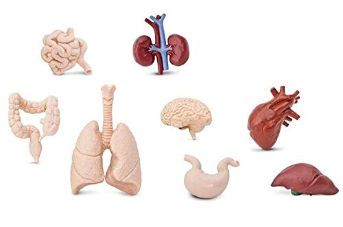 Miniblings 7X Organe Mensch Set Medizin Anatomie Arzt Herz Lunge Gehirn Nieren von Miniblings